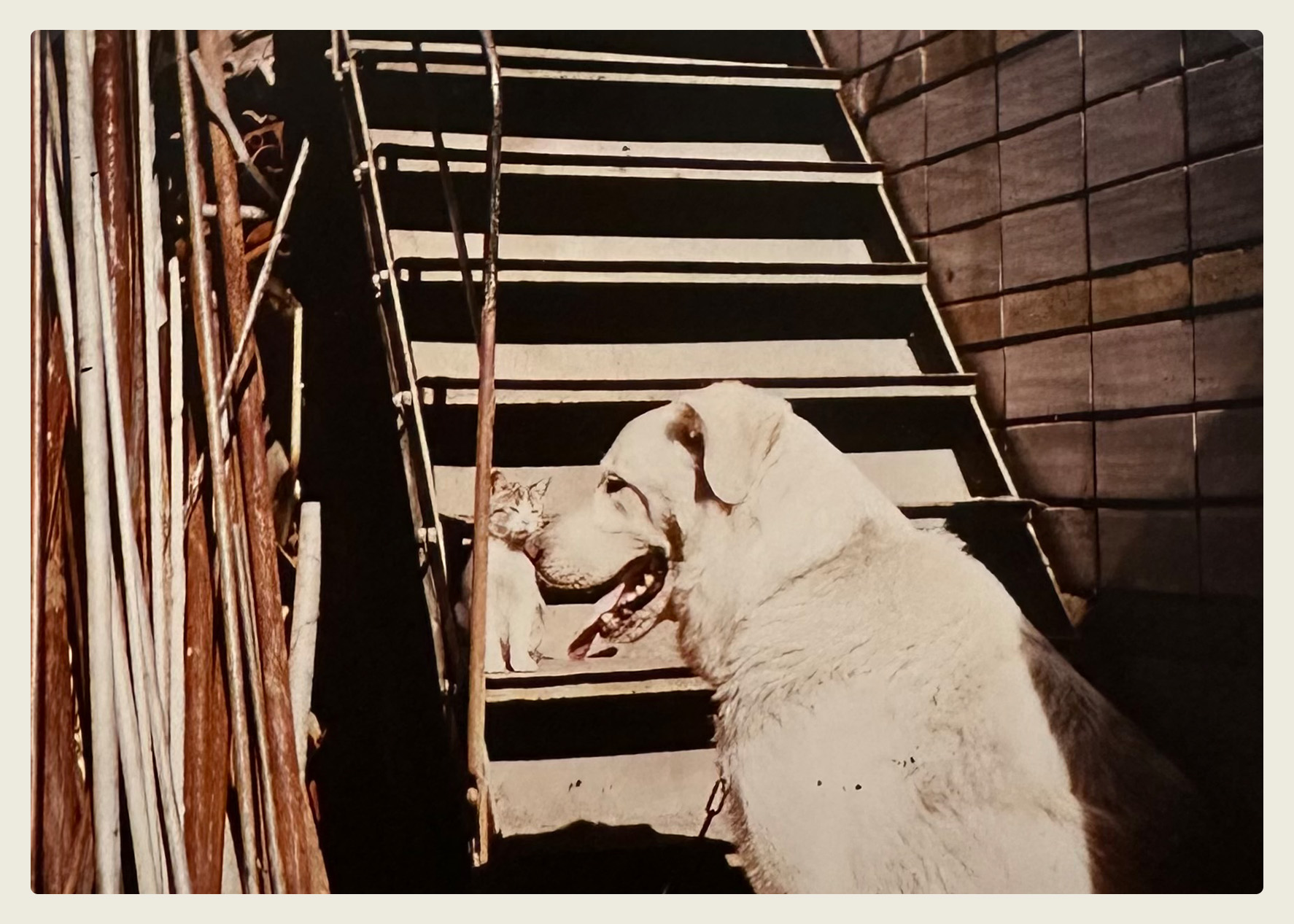 Hund und Katze im Hinterhof, historische Aufnahme aus dem Archiv
